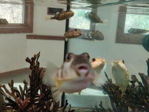 puffer fish in a glass fish tank