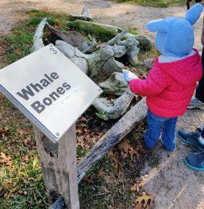 Whale bones at Mass Audubon Wellfleet Bay Wildlife Sanctuary being looked at by a toddler in a pink jacket and blue Stitch hoodie