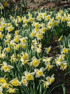 Daffodils, sylvan gardens chatham, photo courtesy of Danielle Kempe