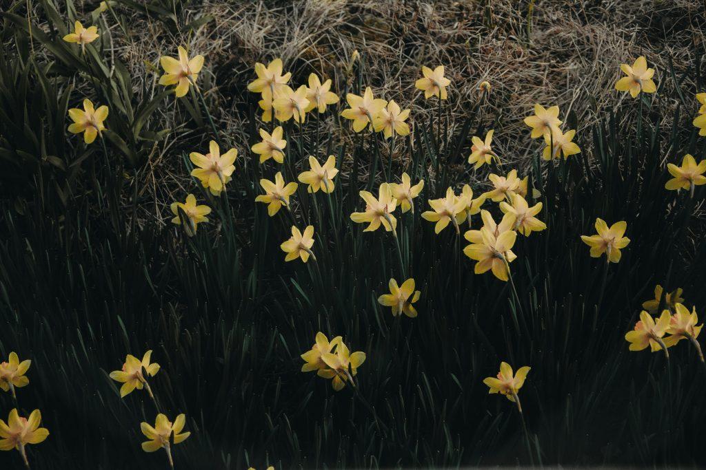 daffodils in a field, sylvan gardens chatham